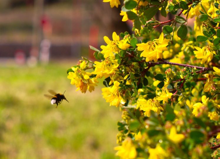 bee, Insect, Bees, Flower, Flowers HD Wallpaper Desktop Background