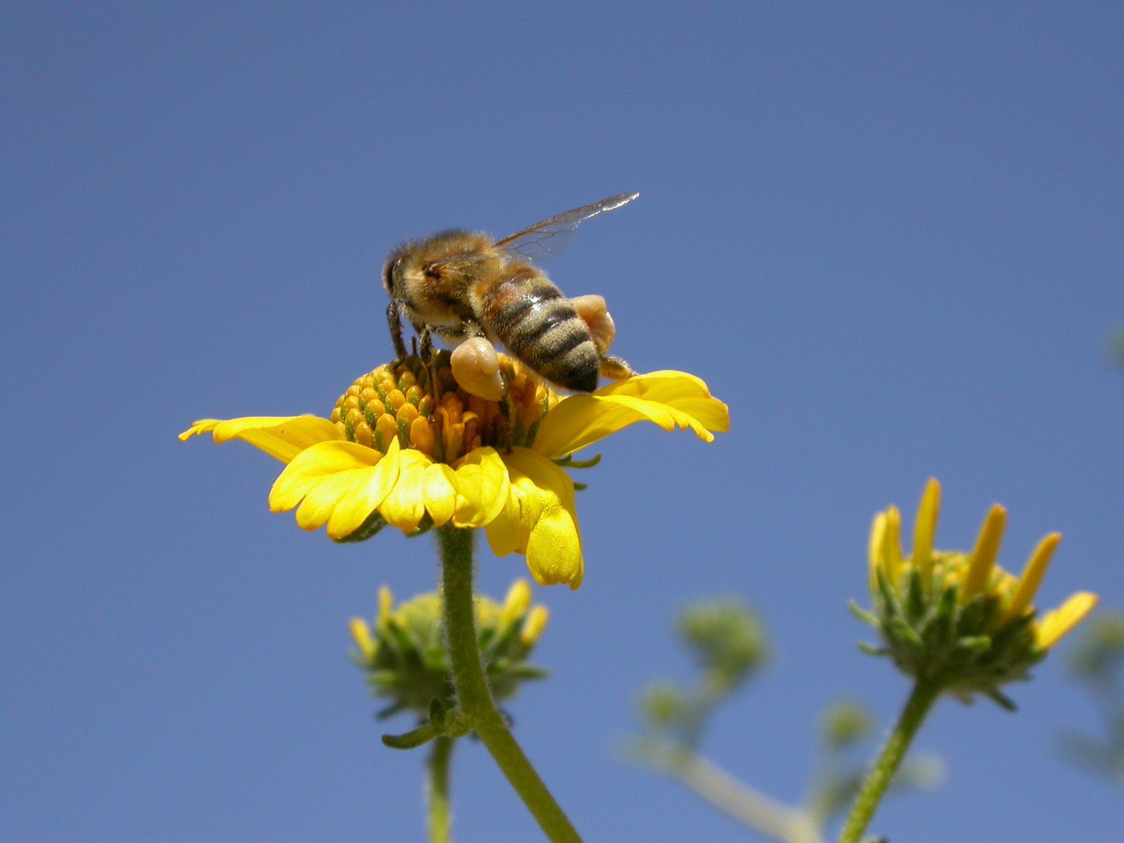 bee, Insect, Bees, Flower, Flowers Wallpaper