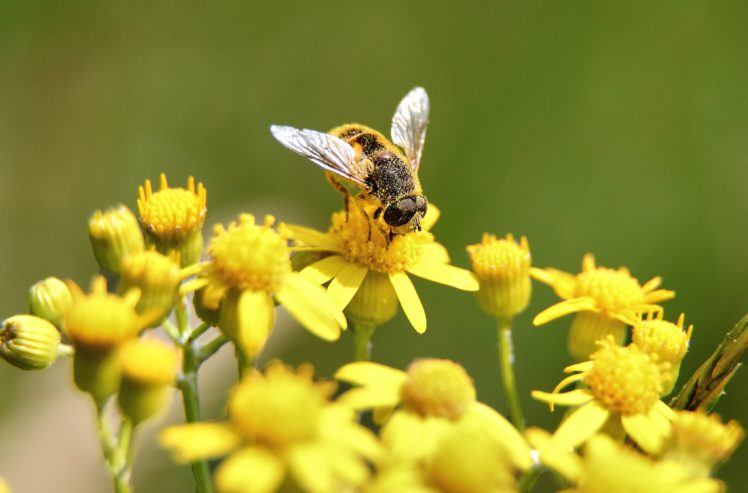 bee, Insect, Bees, Flower, Flowers HD Wallpaper Desktop Background