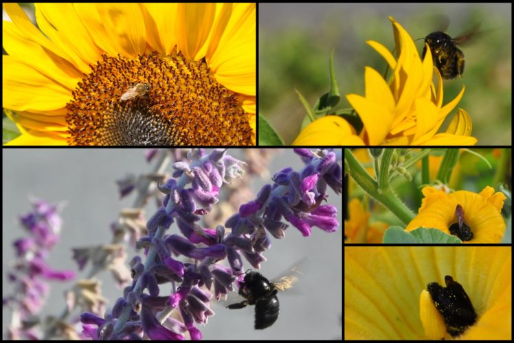 bee, Insect, Bees, Flower, Flowers HD Wallpaper Desktop Background