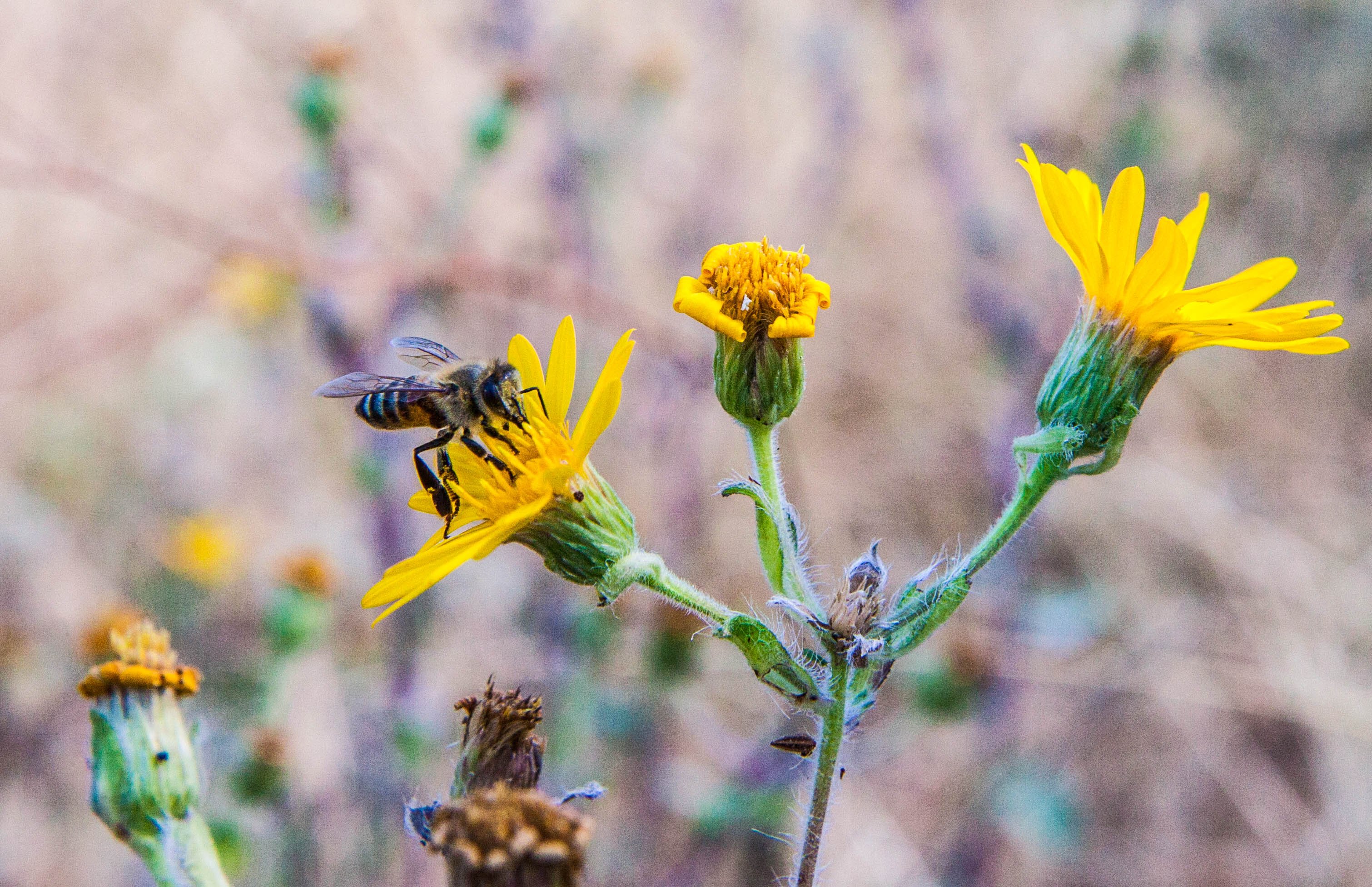 bee, Insect, Bees, Flower, Flowers Wallpaper