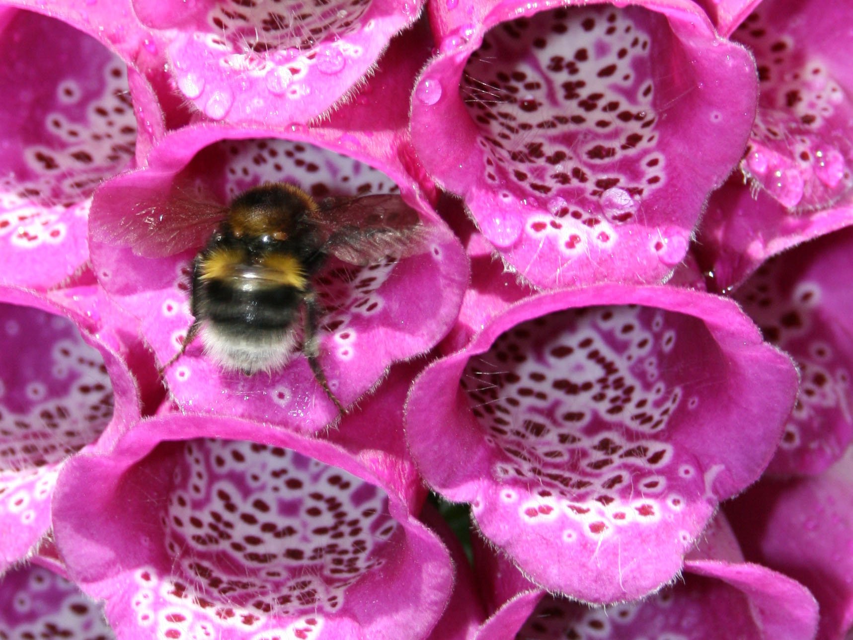 bee, Insect, Bees, Flower, Flowers Wallpaper