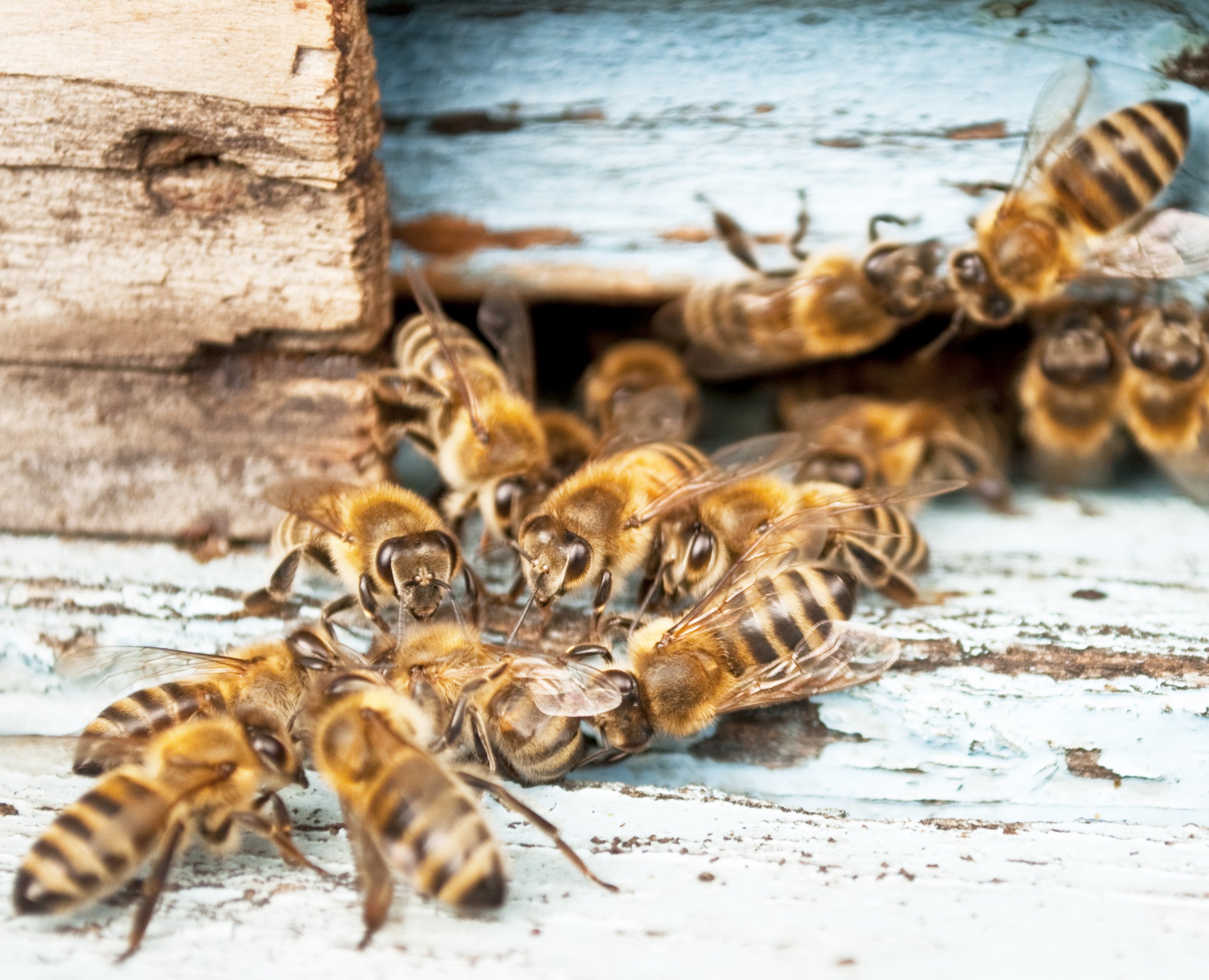 bee, Insect, Bees Wallpaper
