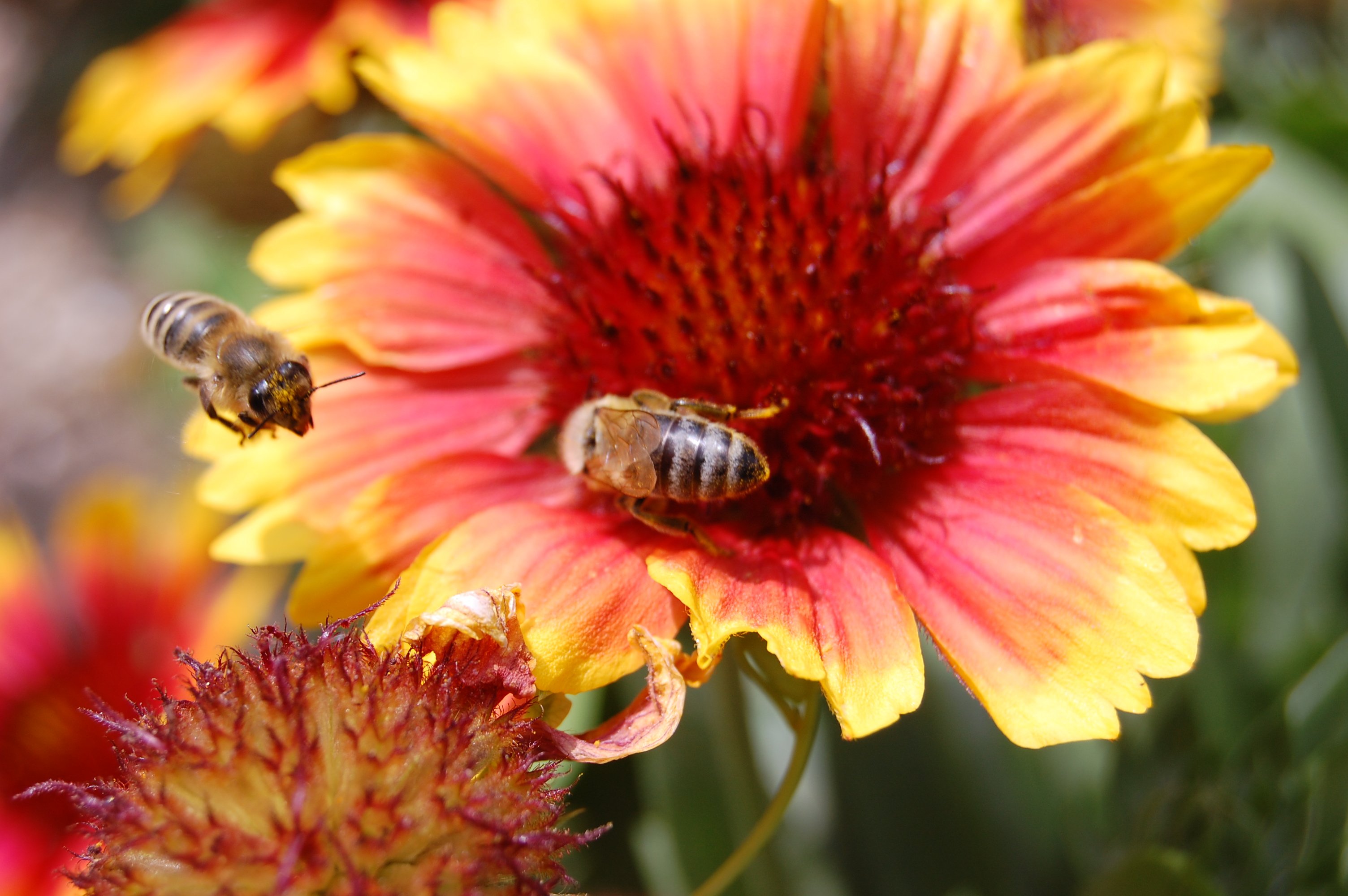 bee, Insect, Bees, Flower, Flowers Wallpaper