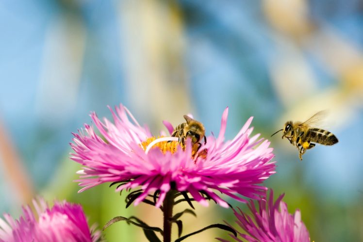 bee, Insect, Bees, Flower, Flowers HD Wallpaper Desktop Background