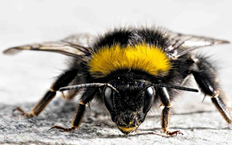 bee, Insect, Bees HD Wallpaper Desktop Background