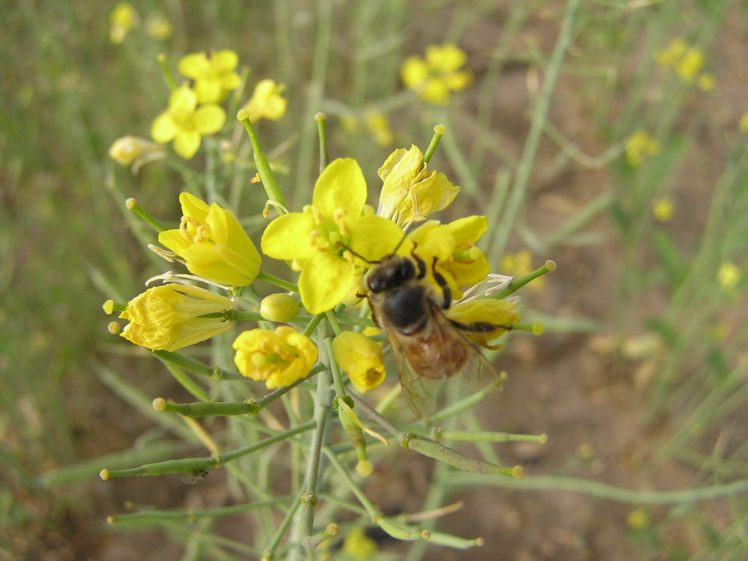 bee, Insect, Bees, Flower, Flowers HD Wallpaper Desktop Background