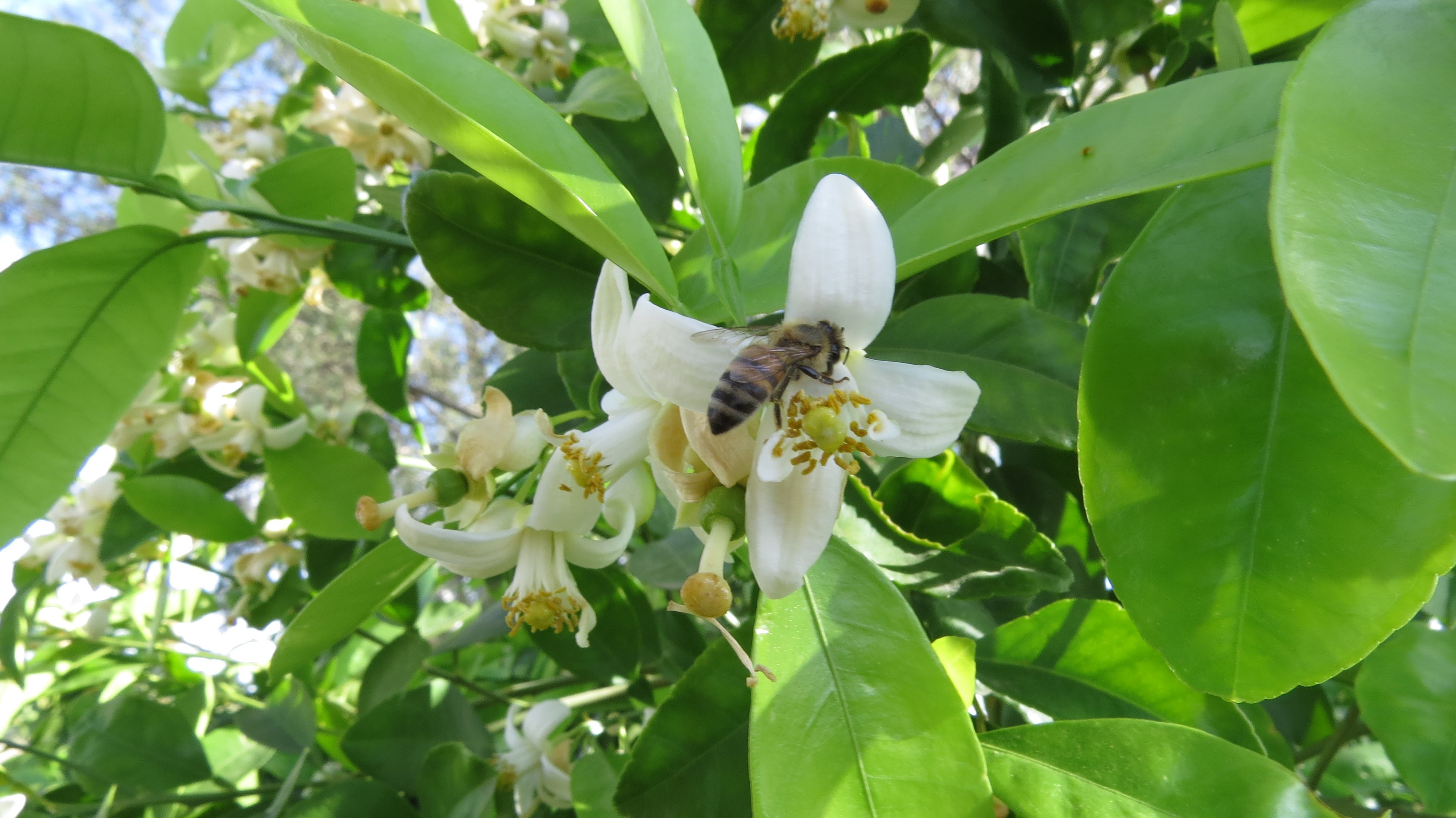 bee, Insect, Bees, Flower, Flowers Wallpaper