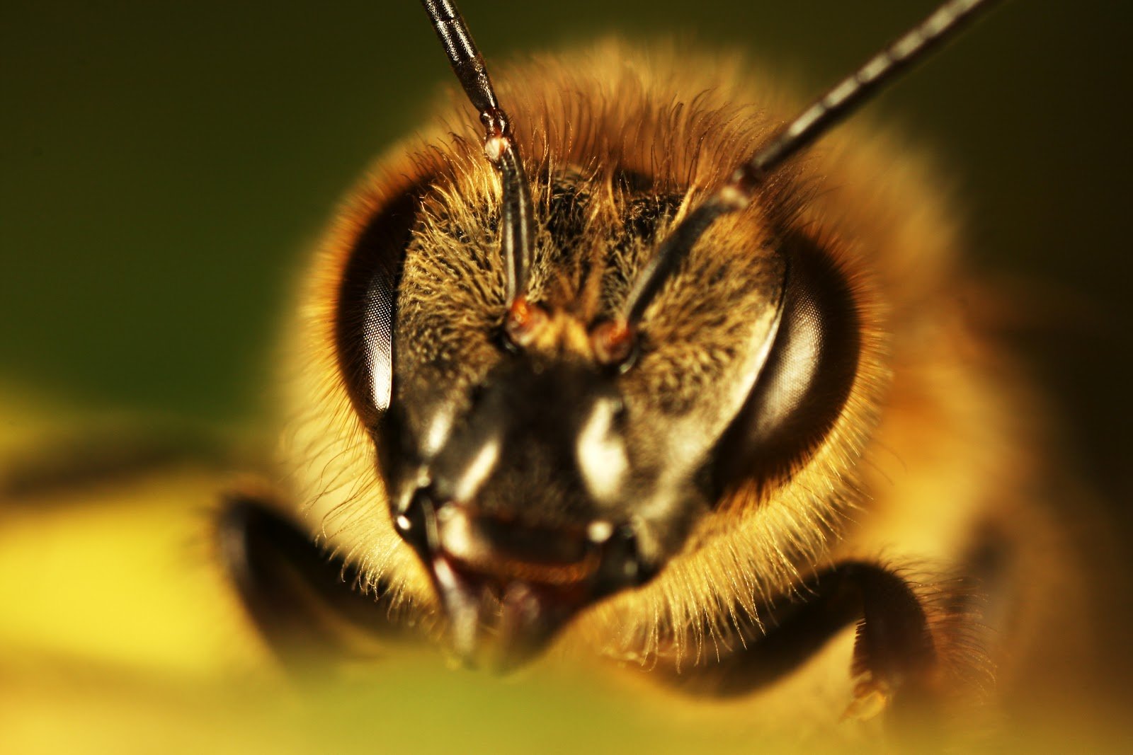 bee, Insect, Bees Wallpaper