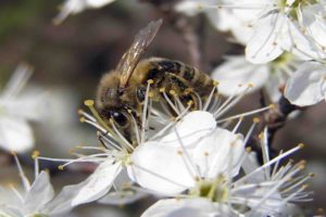bee, Insect, Bees, Flower, Flowers