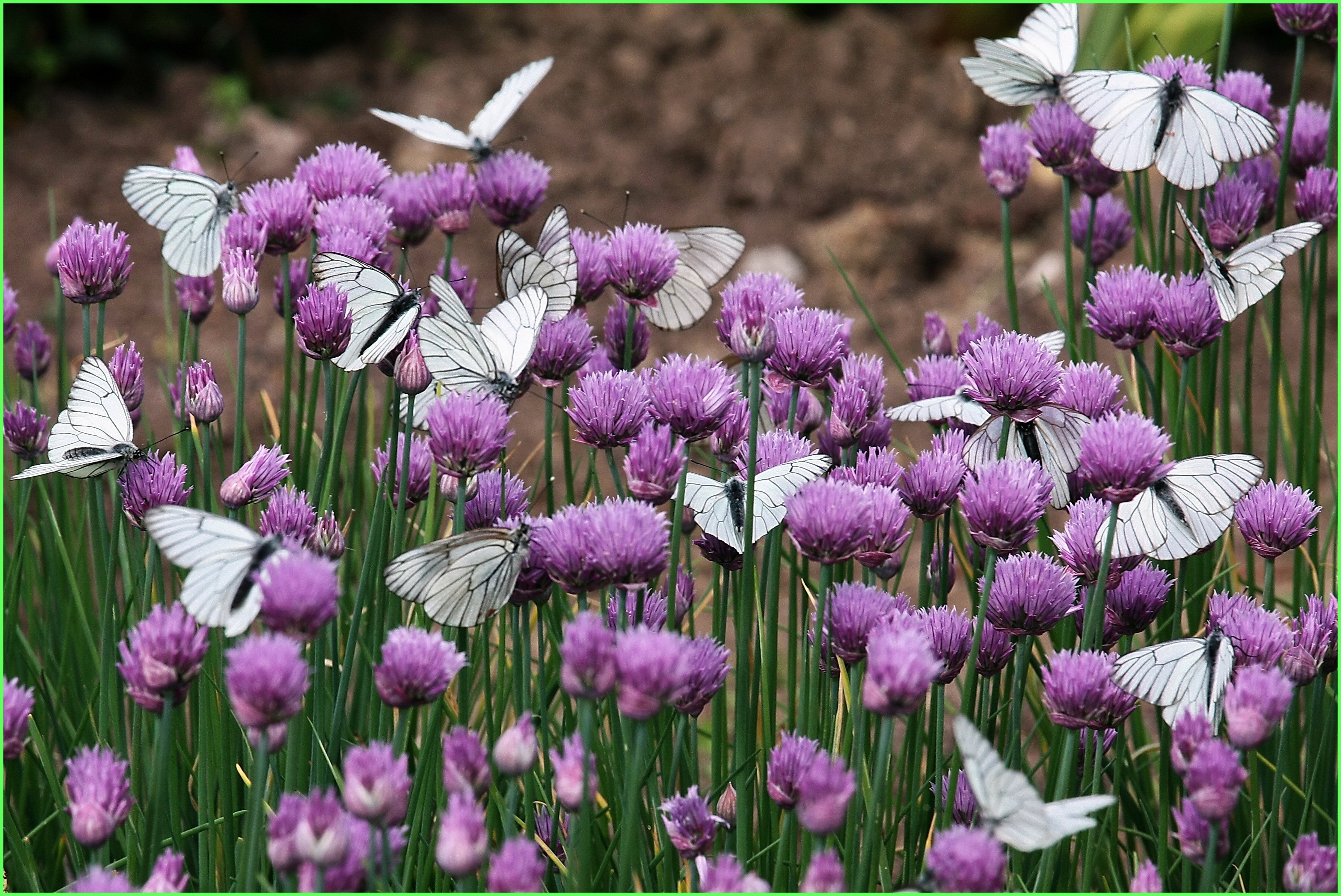 butterfly, Clover, Nature, Flowers, Landscapes, Bokeh Wallpaper