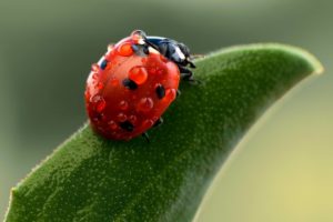 nature, Ladybug, Macro, Drops, Insects, Green, Bokeh