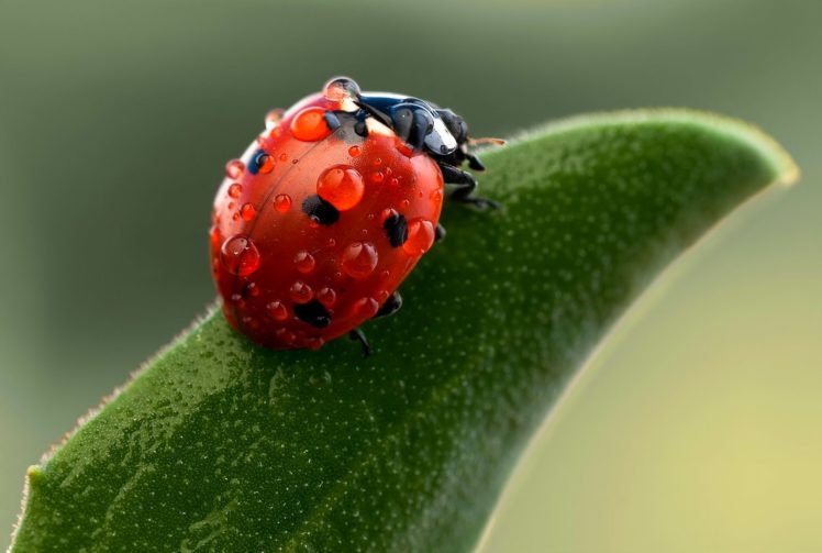 nature, Ladybug, Macro, Drops, Insects, Green, Bokeh HD Wallpaper Desktop Background