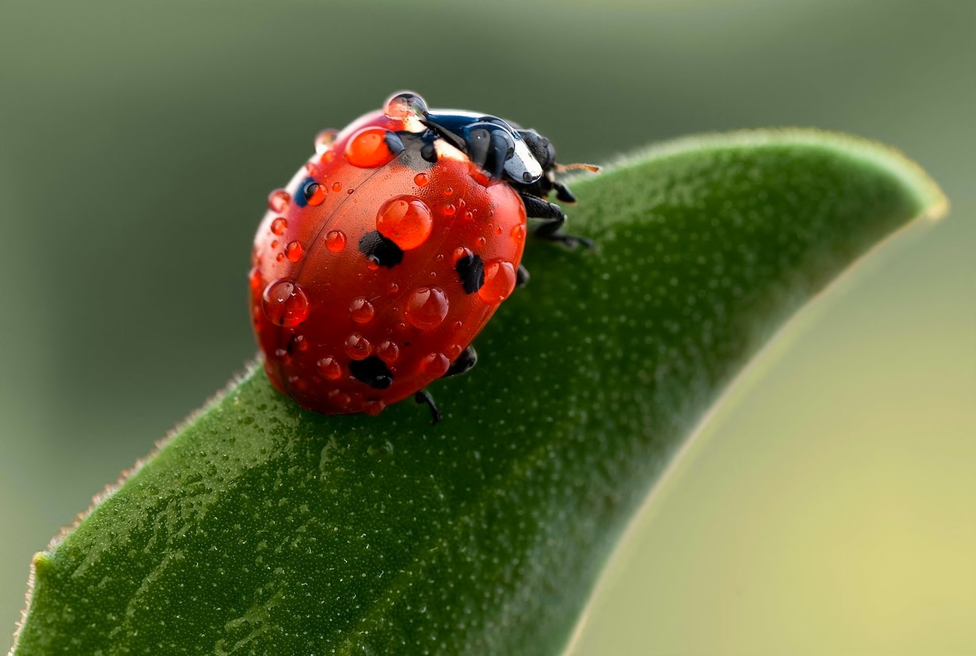 nature, Ladybug, Macro, Drops, Insects, Green, Bokeh Wallpaper