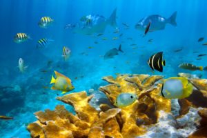 seaaeyaey, Seabed, Fish, Coral, Underwater, Tropical