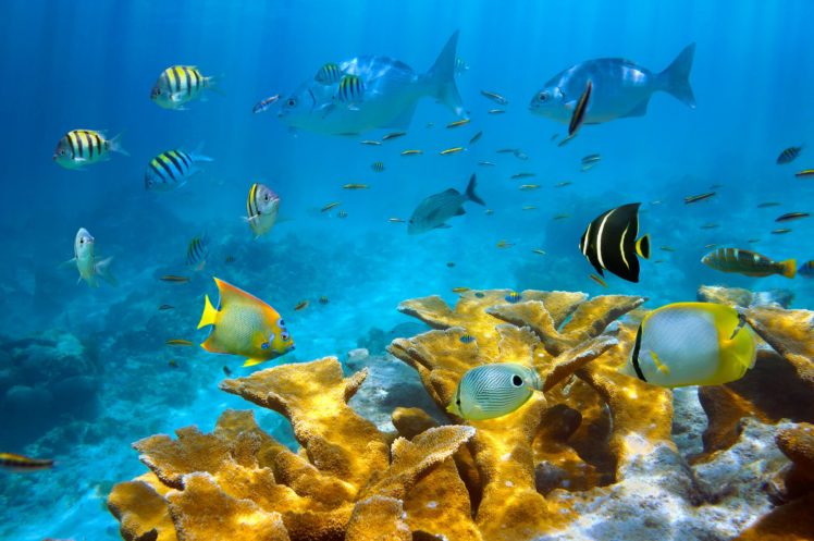 seaaeyaey, Seabed, Fish, Coral, Underwater, Tropical HD Wallpaper Desktop Background