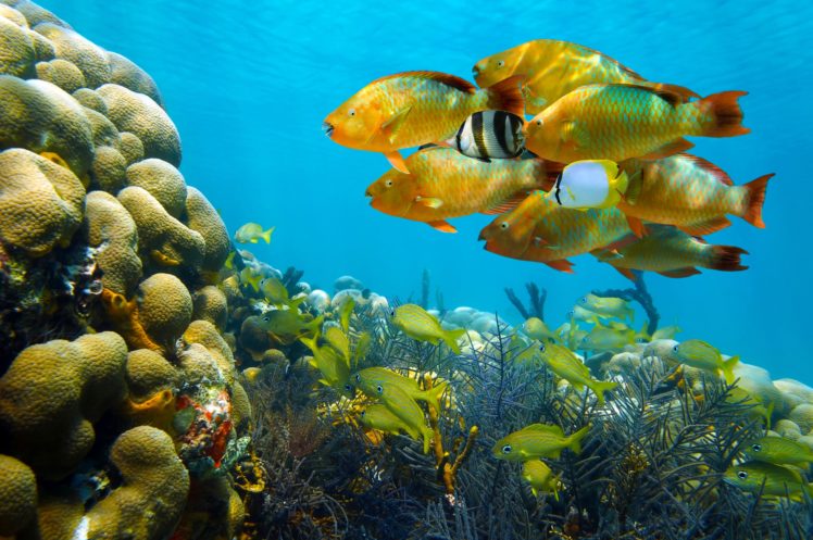 seaaeyaey, Seabed, Fish, Coral, Underwater, Tropical HD Wallpaper Desktop Background