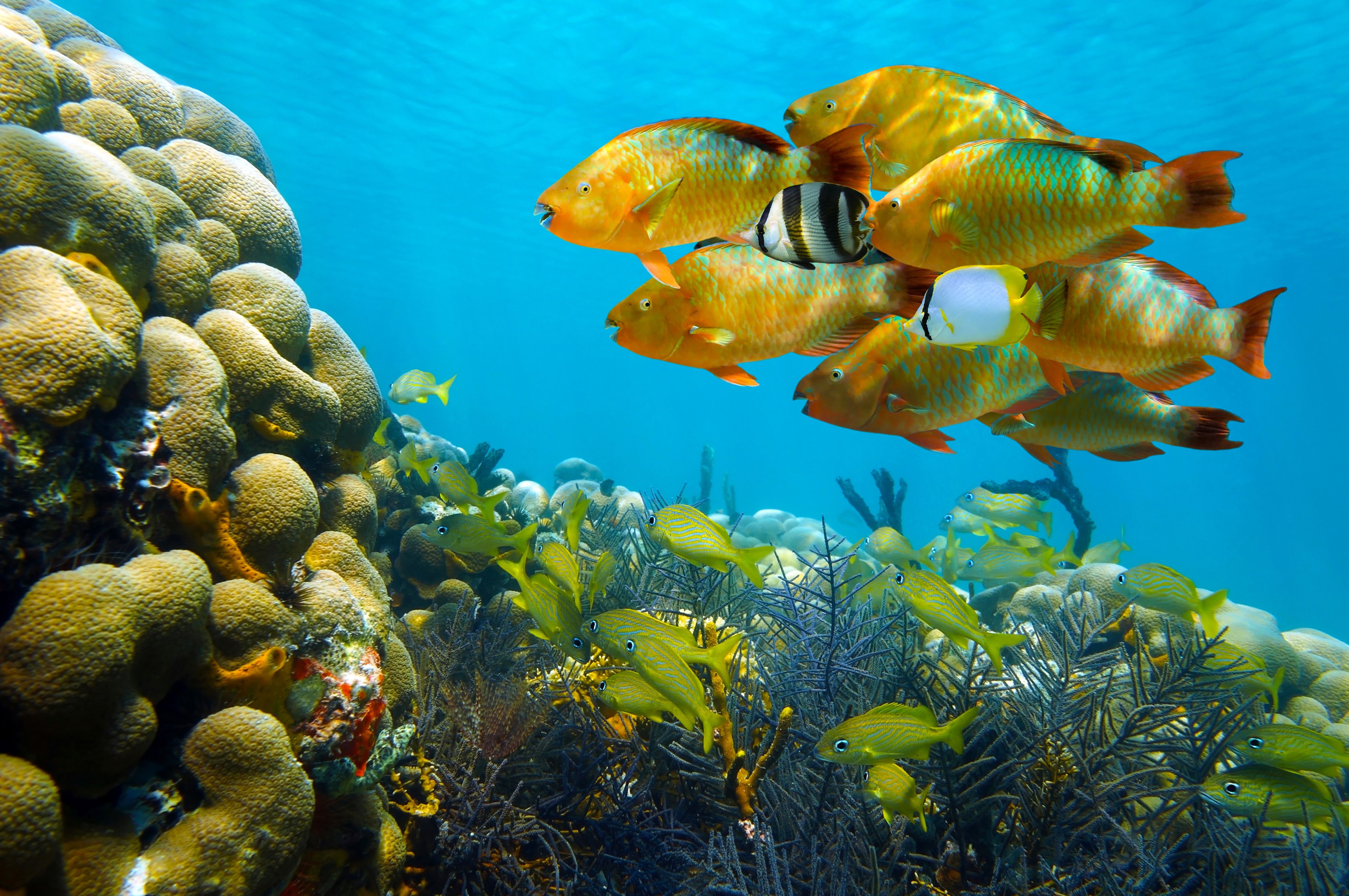 seaaeyaey, Seabed, Fish, Coral, Underwater, Tropical Wallpapers HD ...