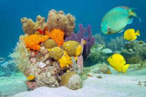 seaaeyaey, Seabed, Fish, Coral, Underwater, Tropical