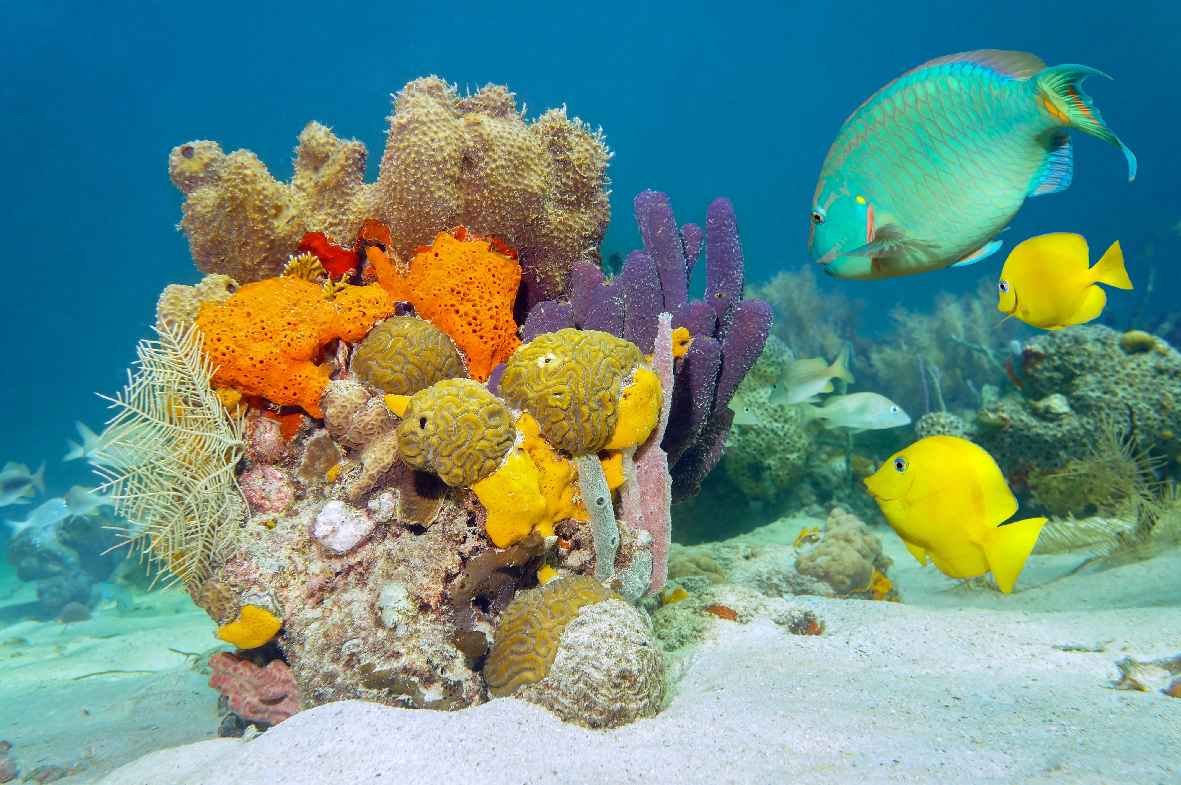 seaaeyaey, Seabed, Fish, Coral, Underwater, Tropical Wallpaper