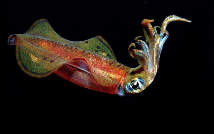 squid, Underwater, Ocean, Sea, Sealife HD Wallpaper Desktop Background