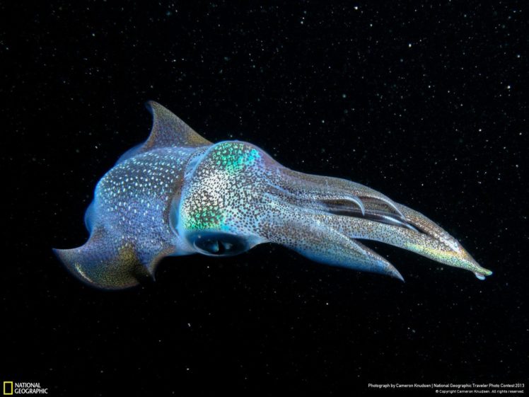 squid, Underwater, Ocean, Sea, Sealife HD Wallpaper Desktop Background