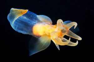squid, Underwater, Ocean, Sea, Sealife