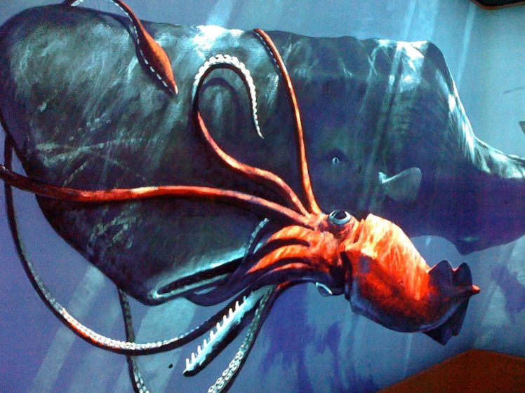 squid, Underwater, Ocean, Sea, Sealife, Whale HD Wallpaper Desktop Background