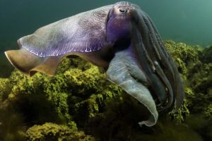 squid, Underwater, Ocean, Sea, Sealife