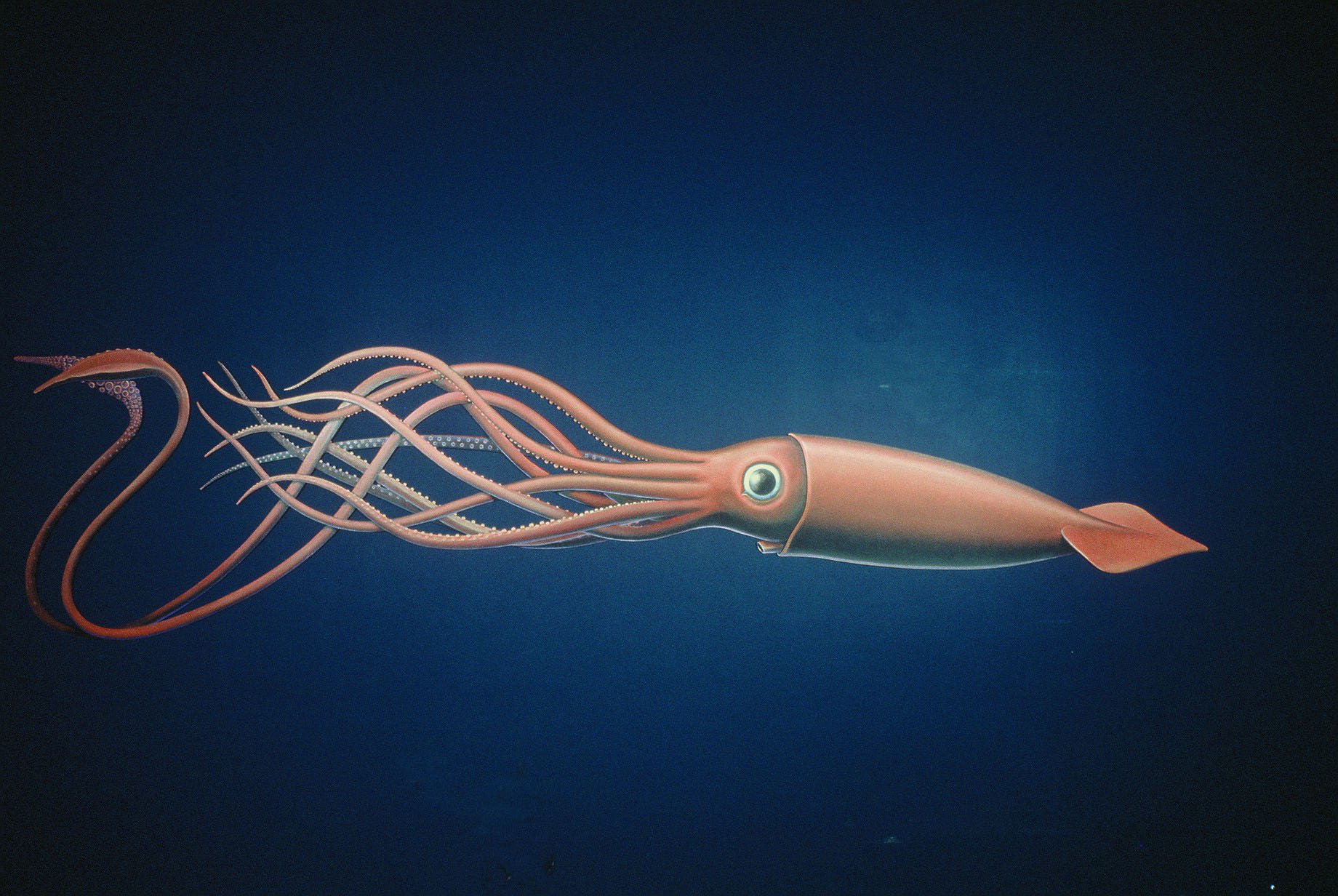 squid, Underwater, Ocean, Sea, Sealife Wallpaper