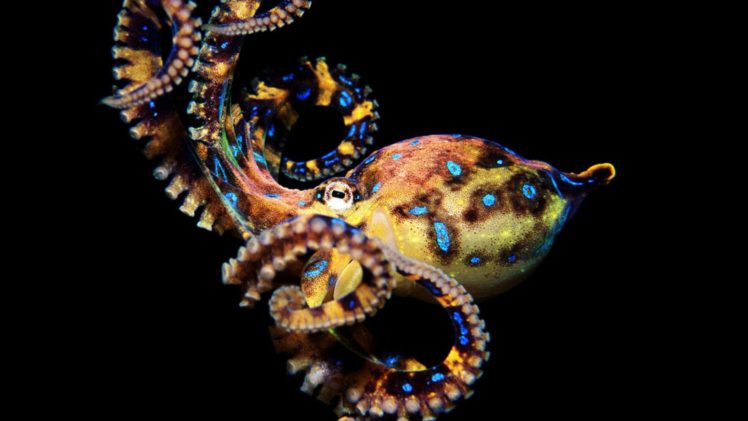 octopus, Sealife, Underwater, Ocean, Sea HD Wallpaper Desktop Background