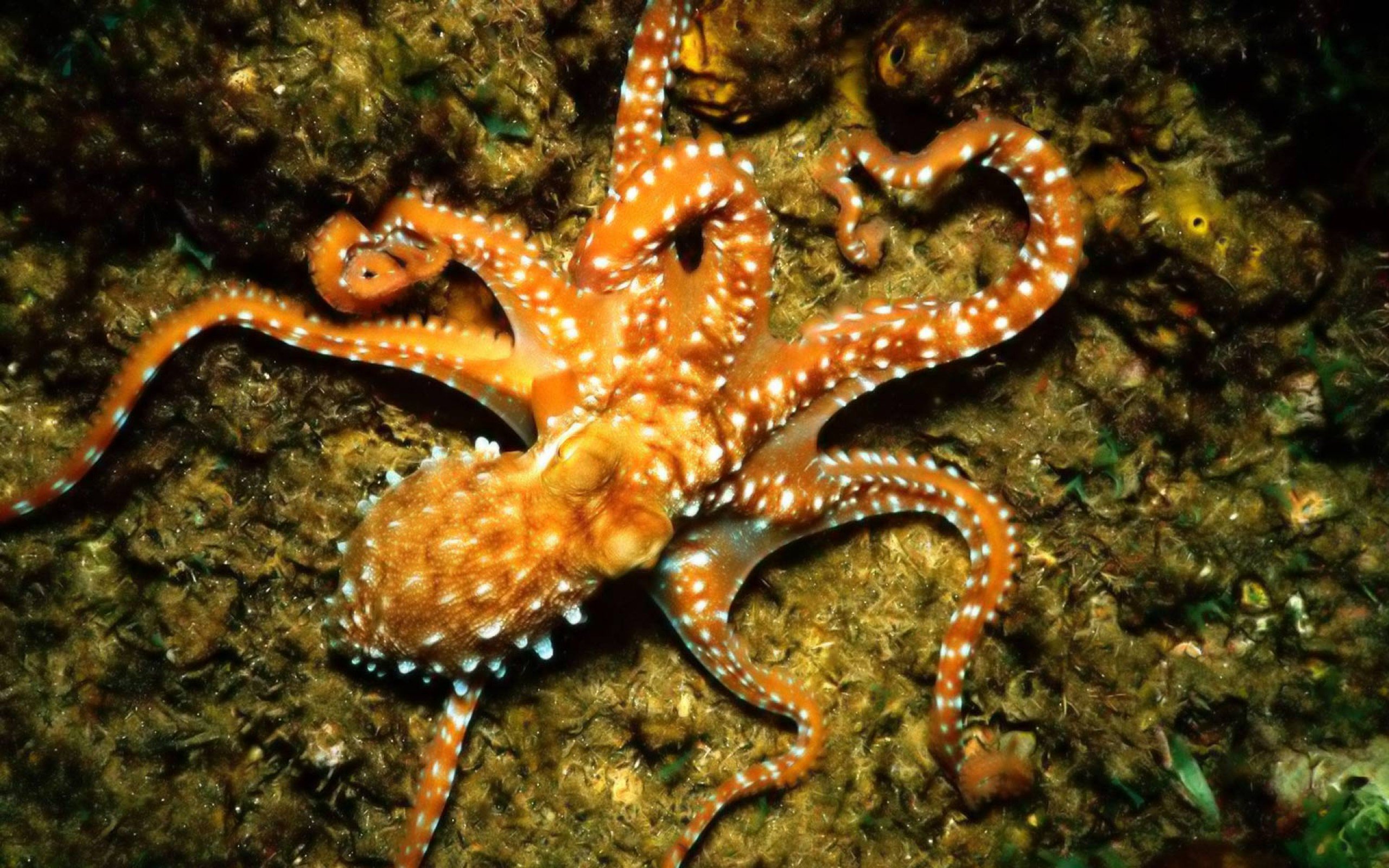 Какая звезда обитает в море. Синекольчатый осьминог. Карибский рифовый осьминог. Черноморский осьминог. Обитатели морского дна.