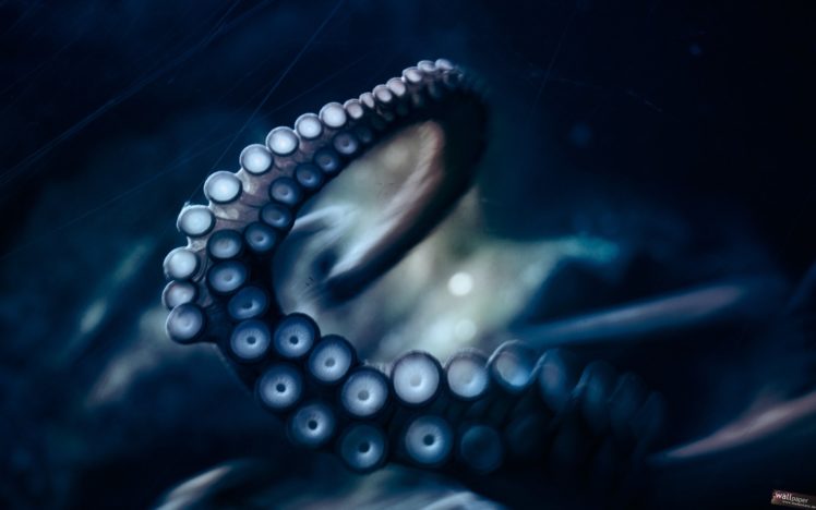 octopus, Sealife, Underwater, Ocean, Sea HD Wallpaper Desktop Background