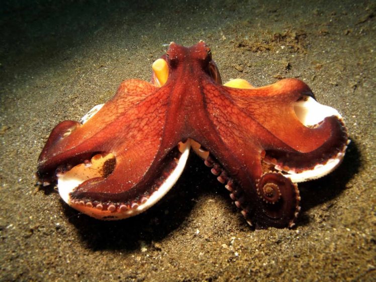 octopus, Sealife, Underwater, Ocean, Sea HD Wallpaper Desktop Background