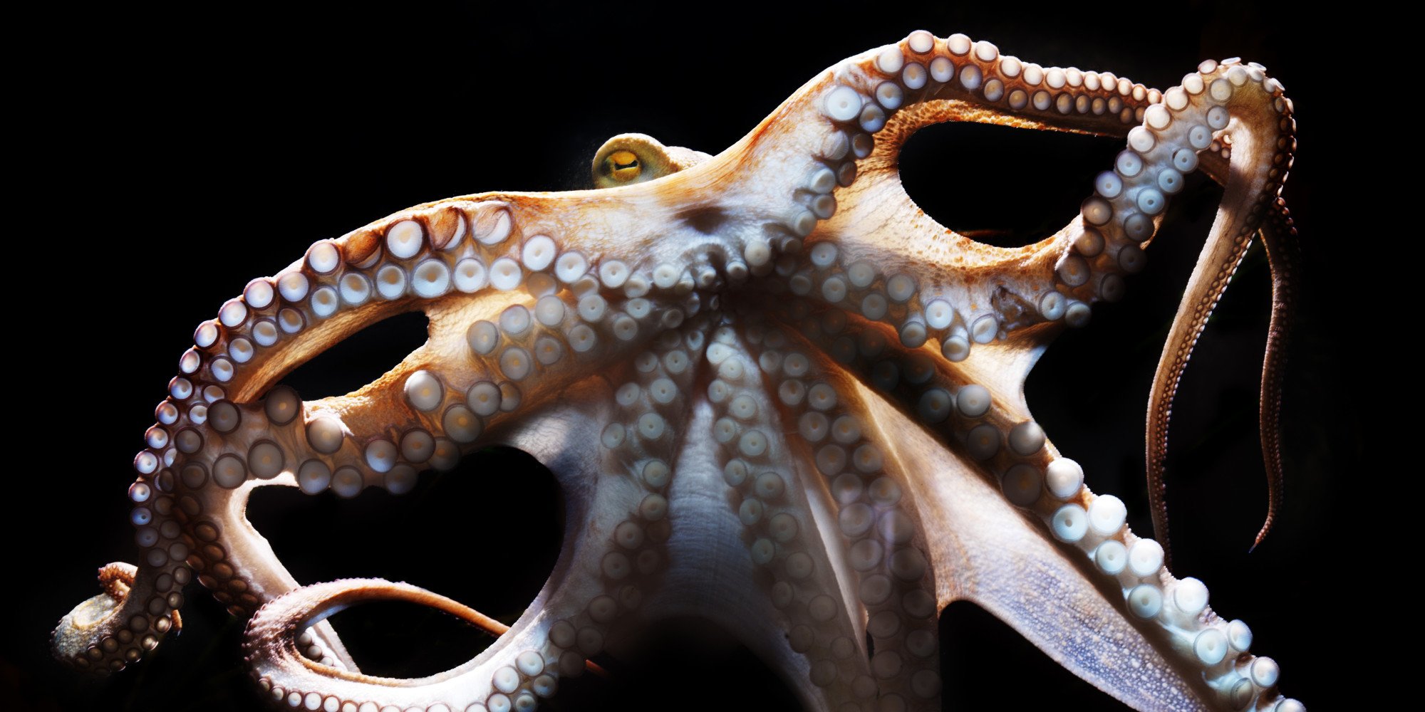 octopus, Sealife, Underwater, Ocean, Sea Wallpaper