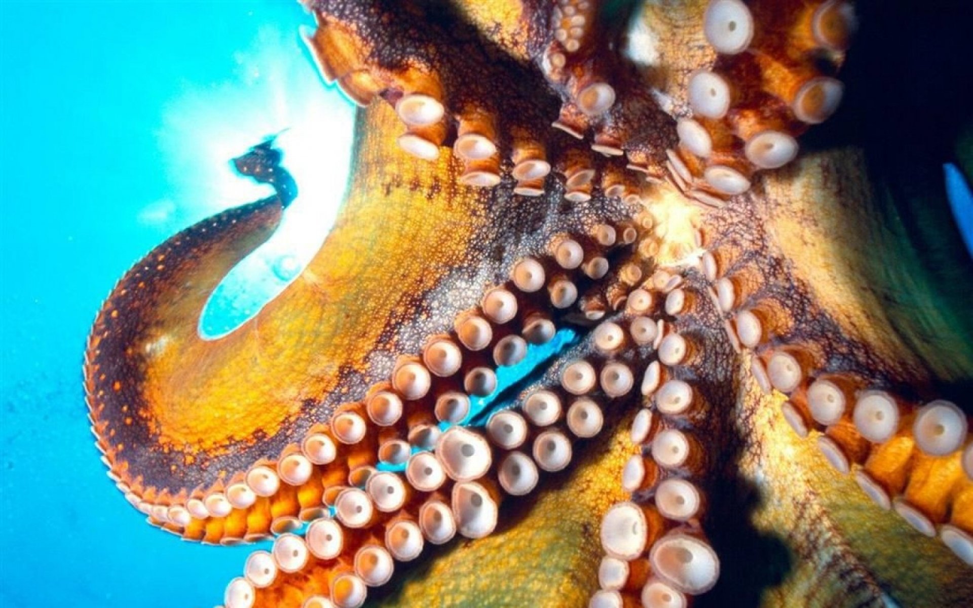 octopus, Sealife, Underwater, Ocean, Sea Wallpaper