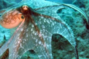 octopus, Sealife, Underwater, Ocean, Sea