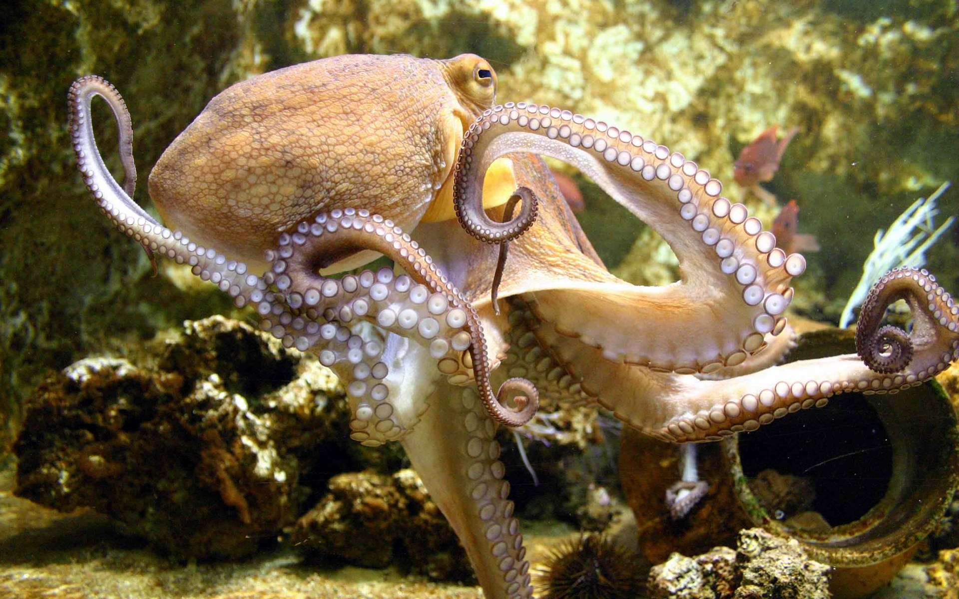 octopus, Sealife, Underwater, Ocean, Sea Wallpaper