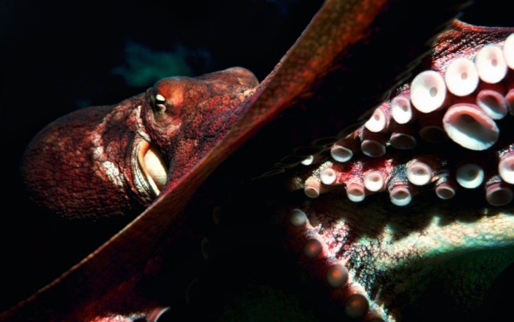 octopus, Sealife, Underwater, Ocean, Sea, Art, Artwork HD Wallpaper Desktop Background