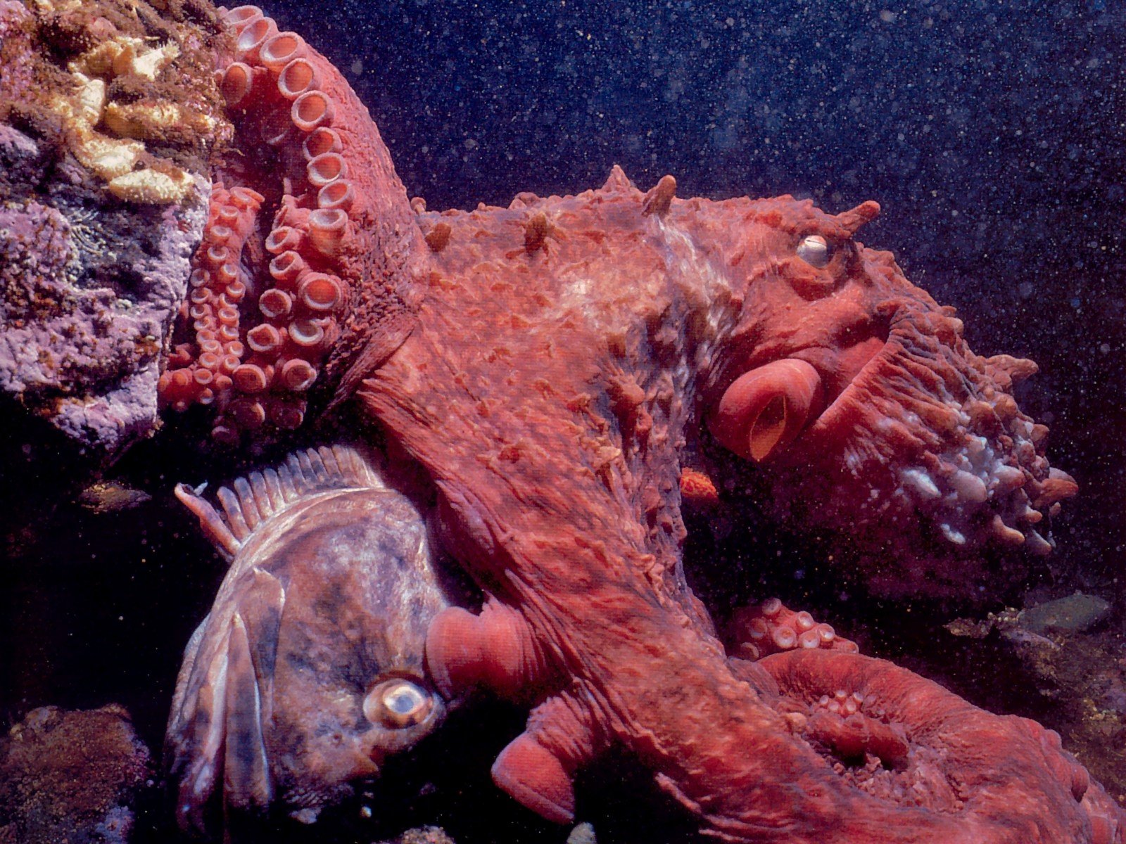 octopus, Sealife, Underwater, Ocean, Sea Wallpaper
