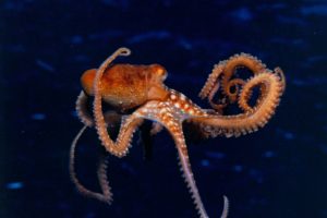 octopus, Sealife, Underwater, Ocean, Sea