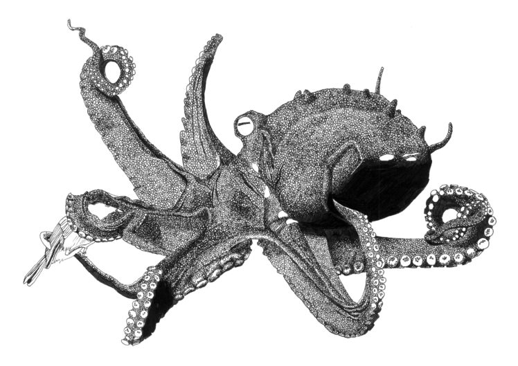 octopus, Sealife, Art, Artwork HD Wallpaper Desktop Background