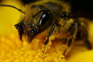 bee, Animal, Yellow, Macro, Polen, Flower