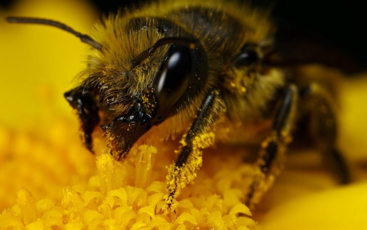 bee, Animal, Yellow, Macro, Polen, Flower HD Wallpaper Desktop Background
