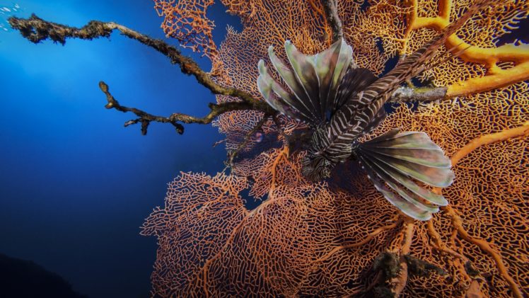 fish, Coral, Sea, Animal, Nature HD Wallpaper Desktop Background