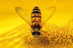 bee, Yellow, Flower, Polen, Animal, Insect