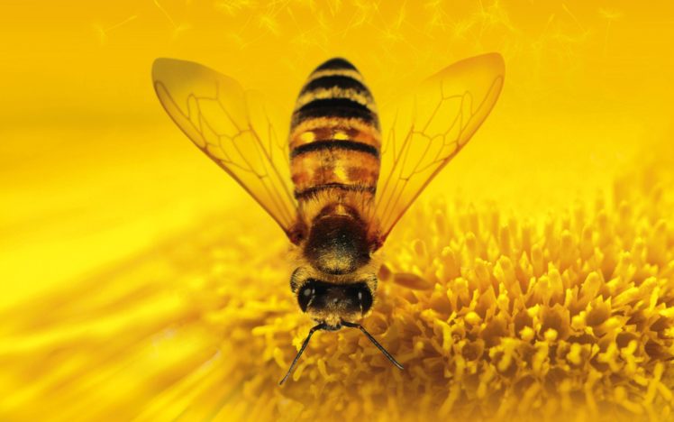bee, Yellow, Flower, Polen, Animal, Insect HD Wallpaper Desktop Background