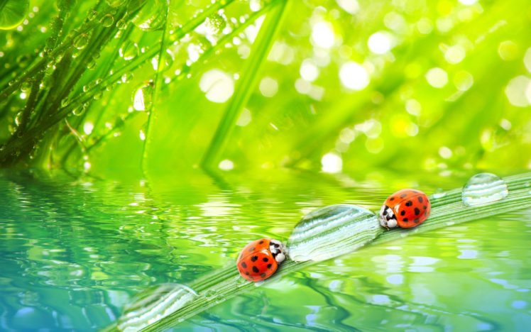 grass, Bug, Ladybags, Water, Nature HD Wallpaper Desktop Background