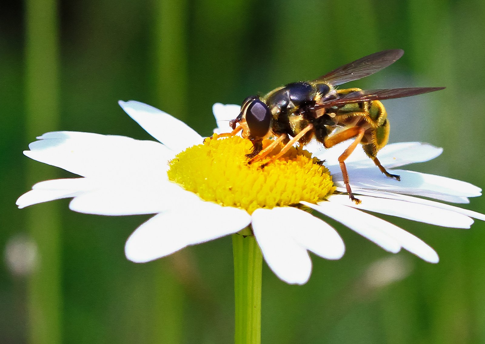 green, Insects, Bug, Mantis, Macro, Close, Up, Nature, Wallpaper, Butterfly, Spider Wallpaper