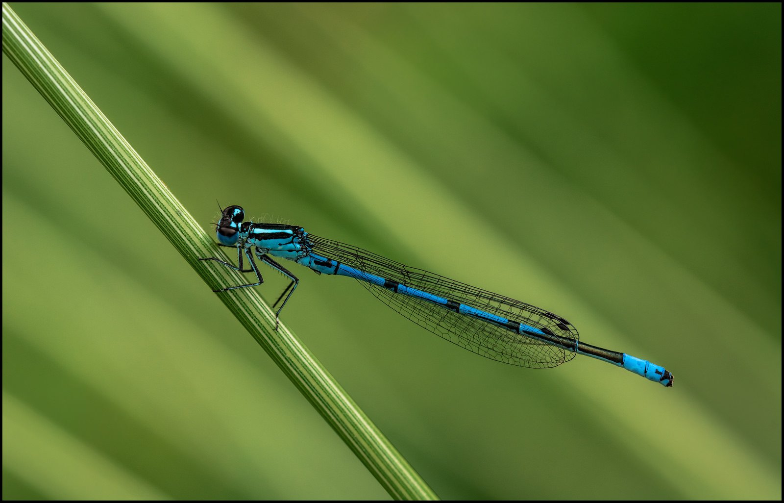 green, Insects, Bug, Mantis, Macro, Close, Up, Nature, Wallpaper, Butterfly, Spider Wallpaper